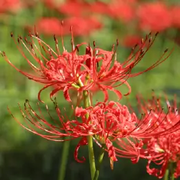 ヒガンバナの写真