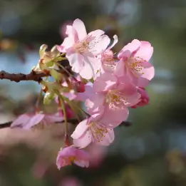 カワズザクラの写真