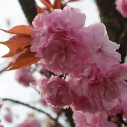 カンザンの写真