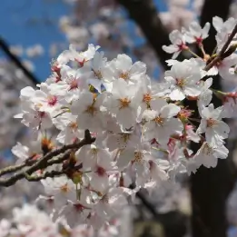 ソメイヨシノの写真