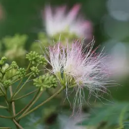 ネムノキの写真