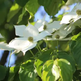 ヤマボウシの写真