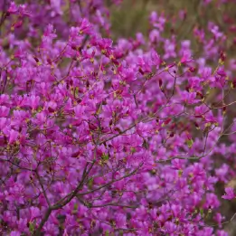 コバノミツバツツジの写真