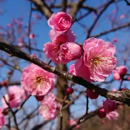 ウメの写真