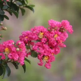 サルスベリの写真