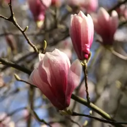 シモクレンの写真