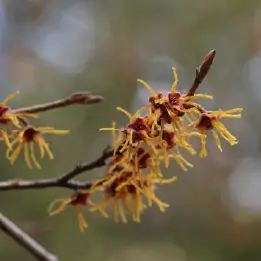 マンサクの写真