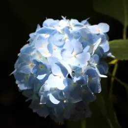 アジサイの写真