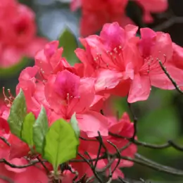 ヤマツツジの写真