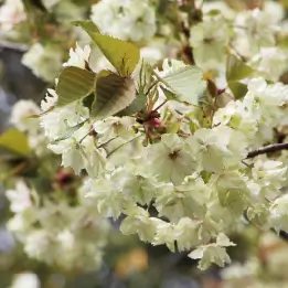 ウコンザクラの写真