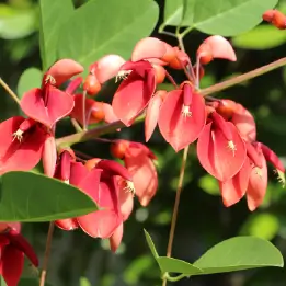 アメリカデイゴの写真