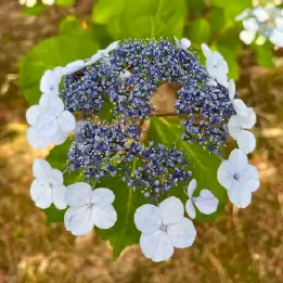 ガクアジサイの写真