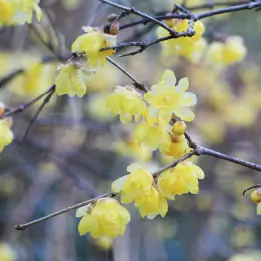 ソシンロウバイの写真