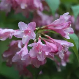 タニウツギの写真