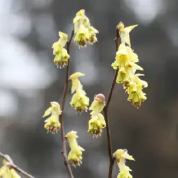 トサミズキの写真