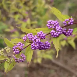 ムラサキシキブの写真