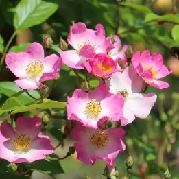 バレリーナの写真