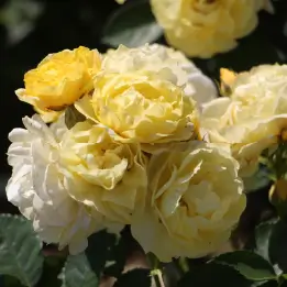 ゴールデンタッチの写真