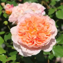 アブラハムダービーの写真