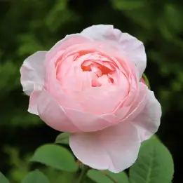 セントセシリアの写真