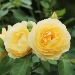 ゴールデンセレブレーションの写真