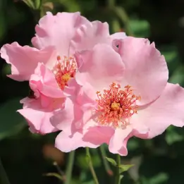 デンティベスの写真