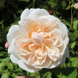 レッチフィールド エンジェルの写真