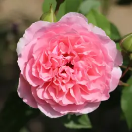 レディオタイムスの写真