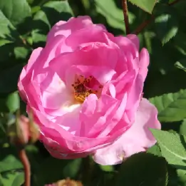 ロイヤルジュビリーの写真