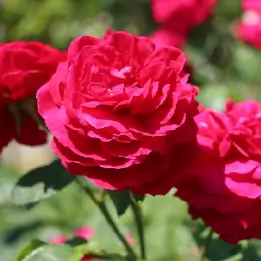 L.Dブレイスウェイトの写真