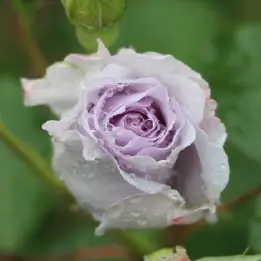 ミスティーパープルの写真