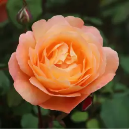 レディエマハミルトンの写真