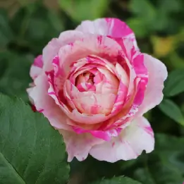 エドゥアールマネの写真