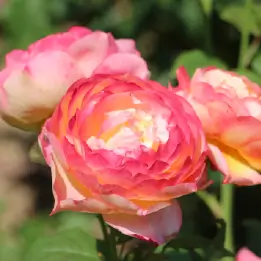 オレンジフェイスの写真