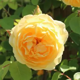 グラハムトーマスの写真