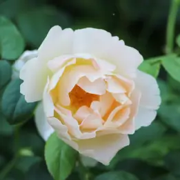 コンテドシャパーニュの写真