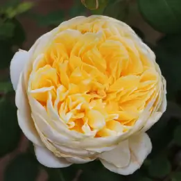 シャルロットの写真