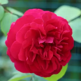 テスオブザダーバービルズの写真