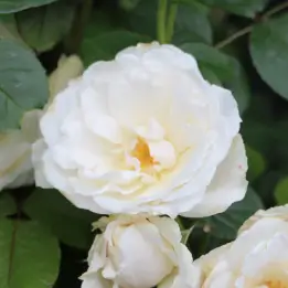 プリンセスオブウェールズの写真