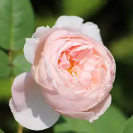 ヘリテージの写真