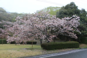4/10　標本木は五分散り、太白桜は散り始めの画像