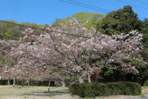 4/11　標本木は七分散り、太白桜は散り始めの画像