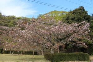 4/12　*本日で終了いたします*　標本木は落花盛ん、太白桜は三分散りの画像